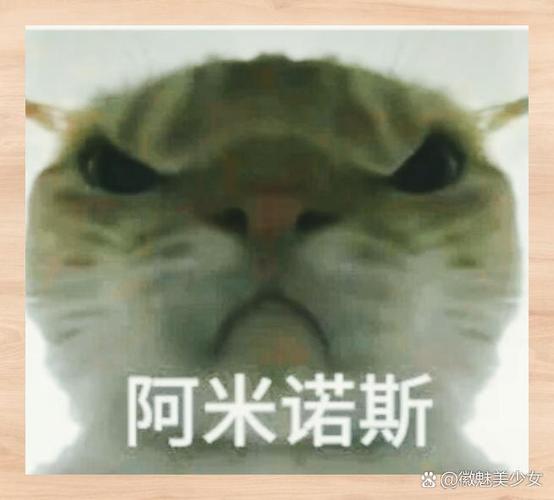 最近很火的萌猫表情包