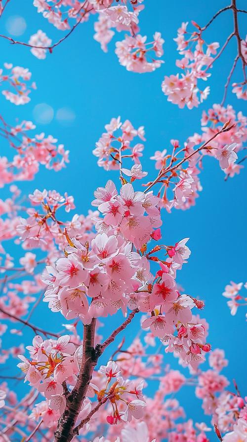 樱花的照片