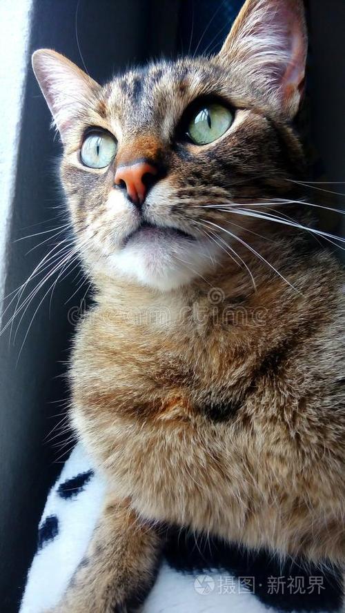 猫眼拍摄