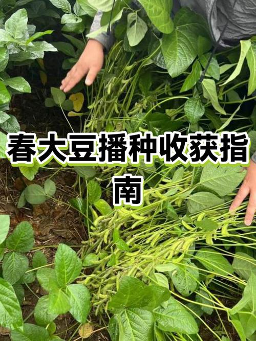 黄豆种植时间和方法