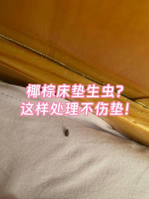 棕垫长虫子怎样消灭